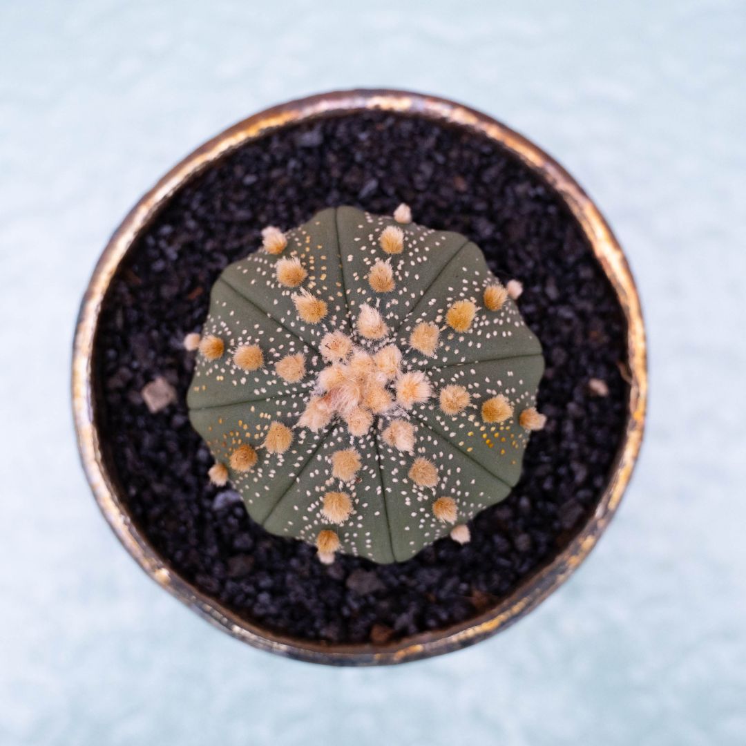 Astrophytum asterias 253 Raku