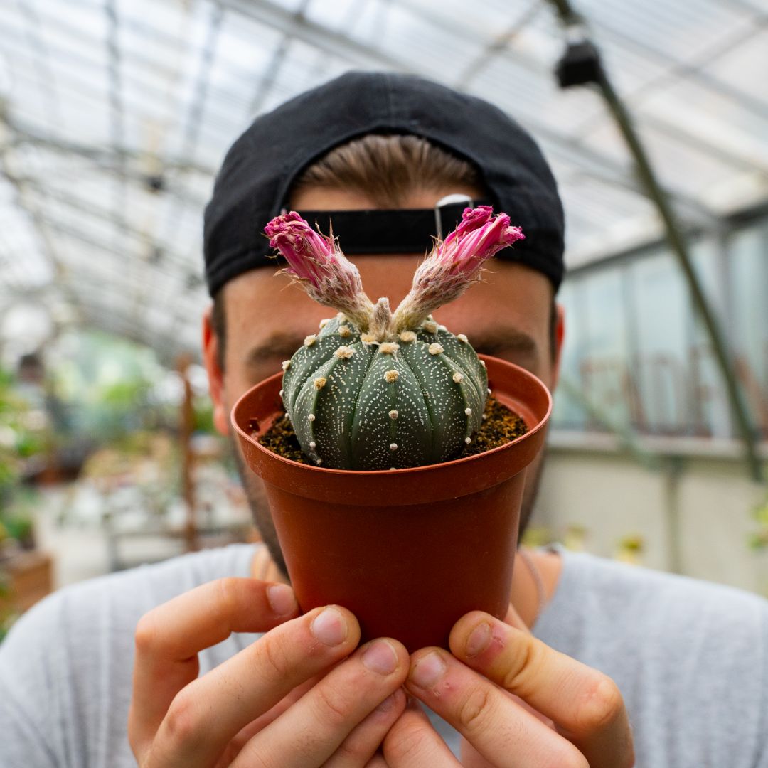 Astrophytum asterias hybrid Ø 10,5 cm 815F