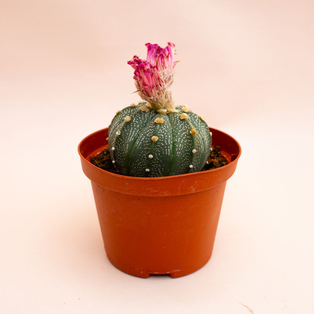 Astrophytum asterias hybrid Ø 10,5 cm 815F
