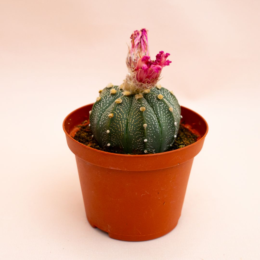 Astrophytum asterias hybrid Ø 10,5 cm 815F