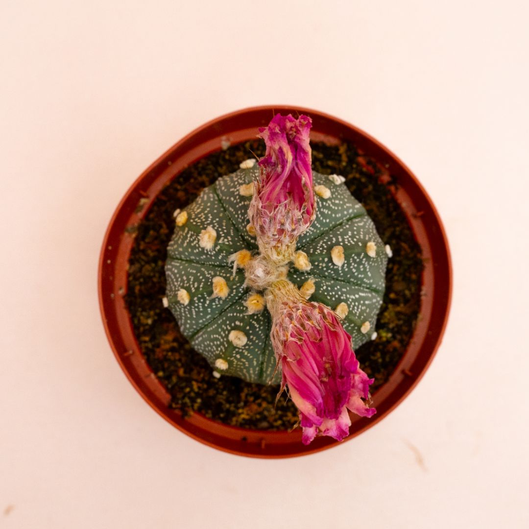 Astrophytum asterias hybrid Ø 10,5 cm 815F