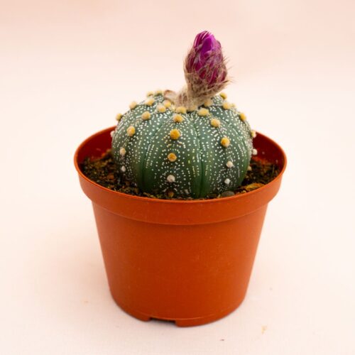 Astrophytum asterias hybrid Ø 10,5 cm 817F