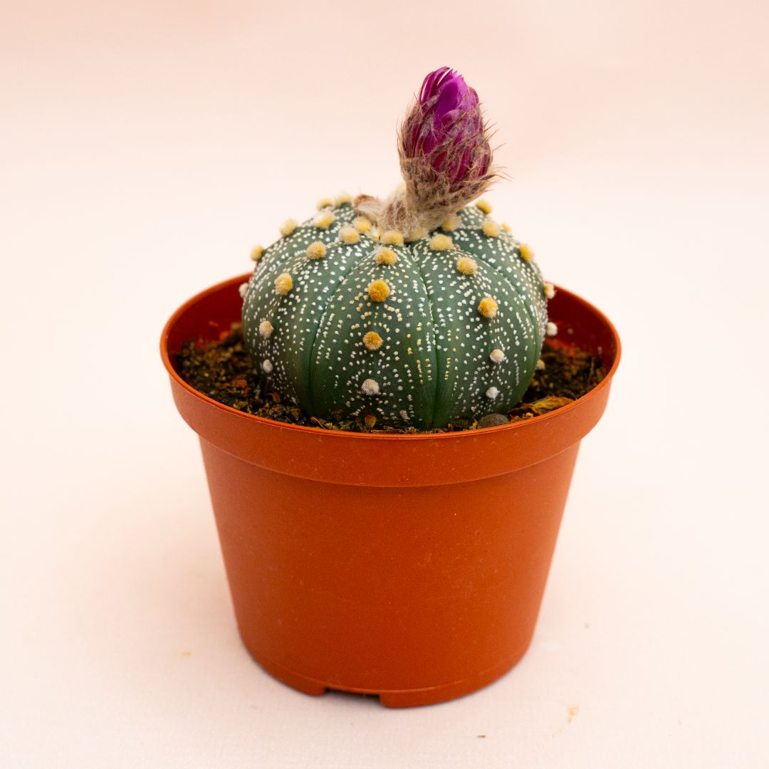 Astrophytum asterias hybrid Ø 10,5 cm 817F