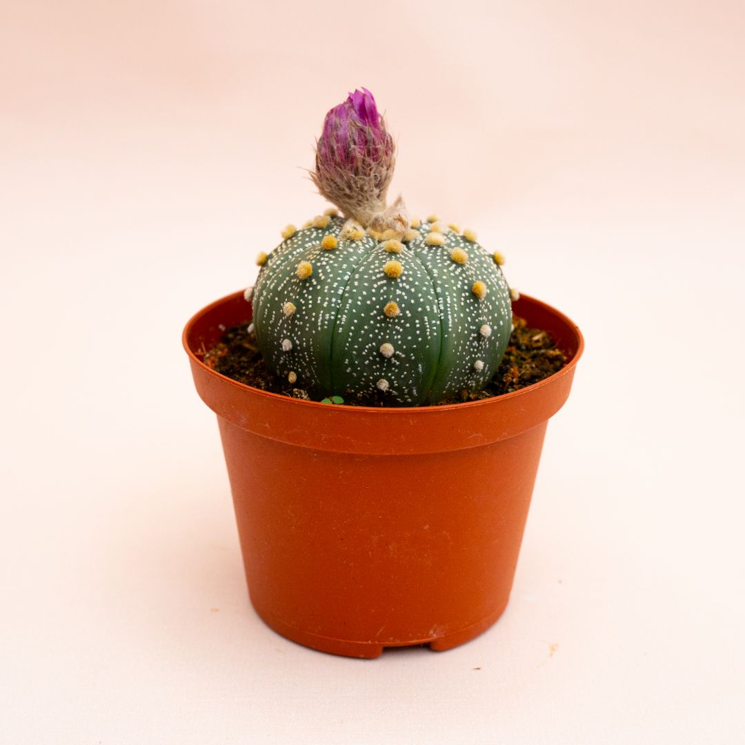 Astrophytum asterias hybrid Ø 10,5 cm 817F