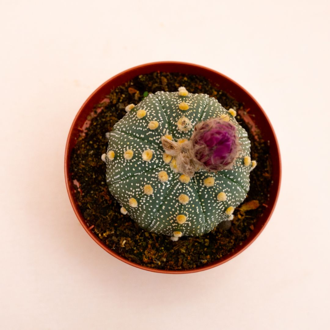 Astrophytum asterias hybrid Ø 10,5 cm 817F