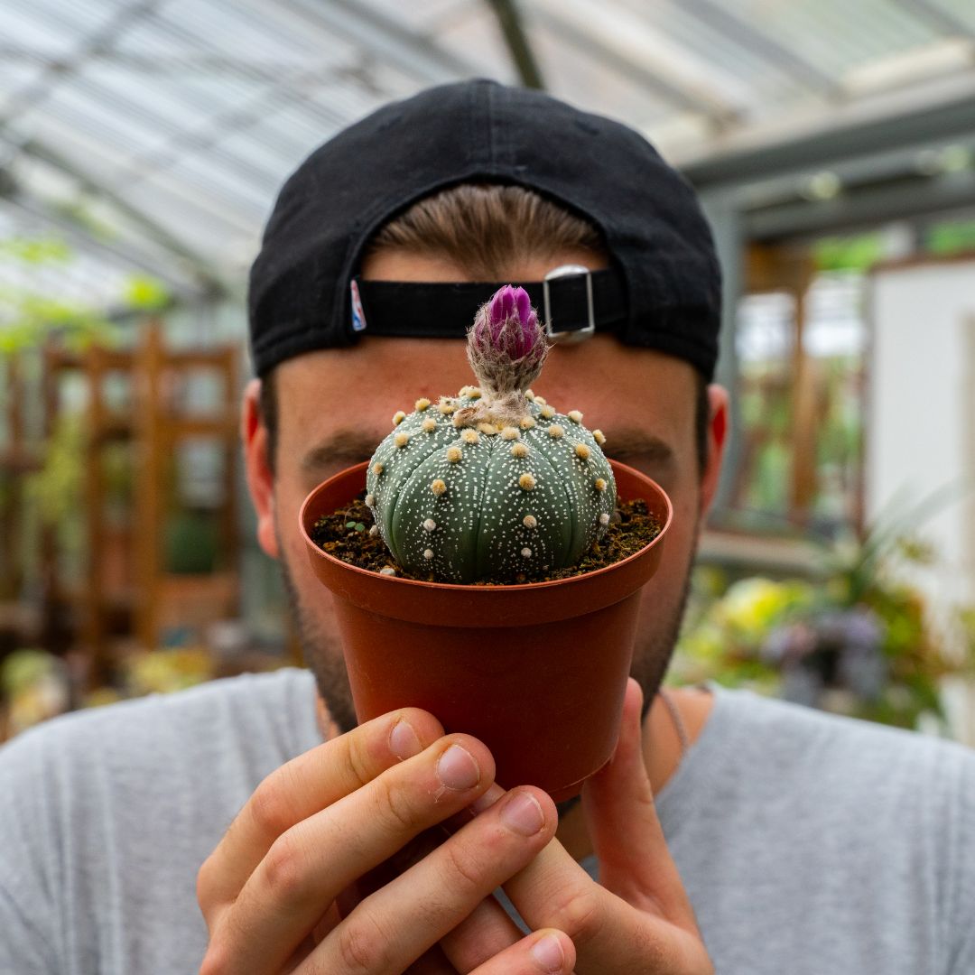 Astrophytum asterias hybrid Ø 10,5 cm 817F