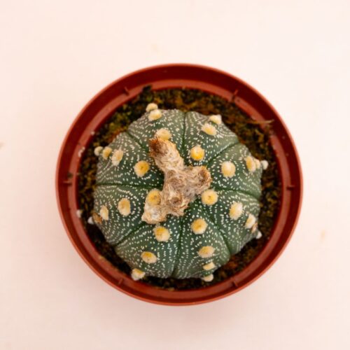 Astrophytum asterias hybrid Ø 10,5 cm 819F