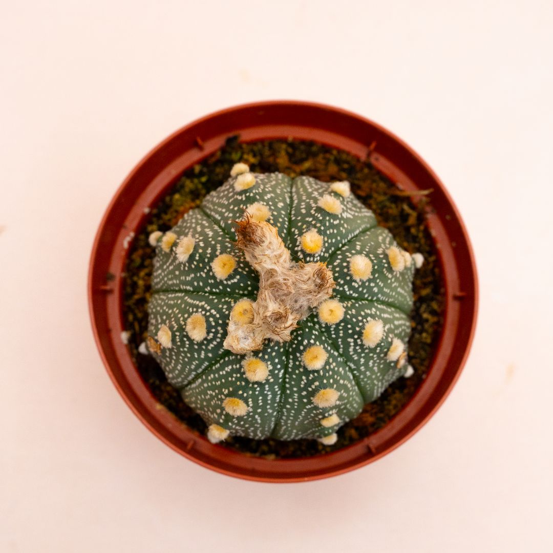 Astrophytum asterias hybrid Ø 10,5 cm 819F