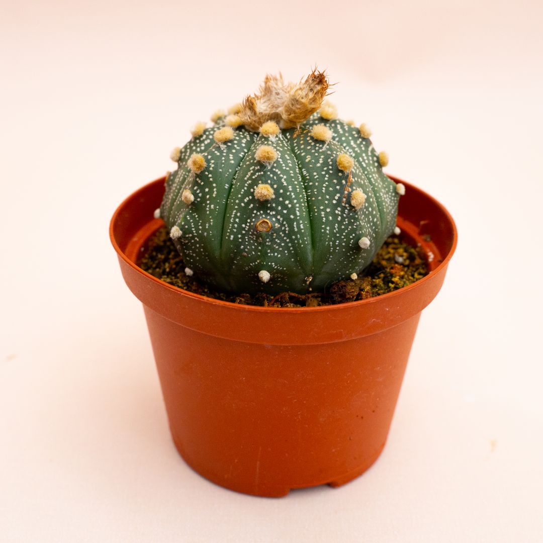 Astrophytum asterias hybrid Ø 10,5 cm 819F
