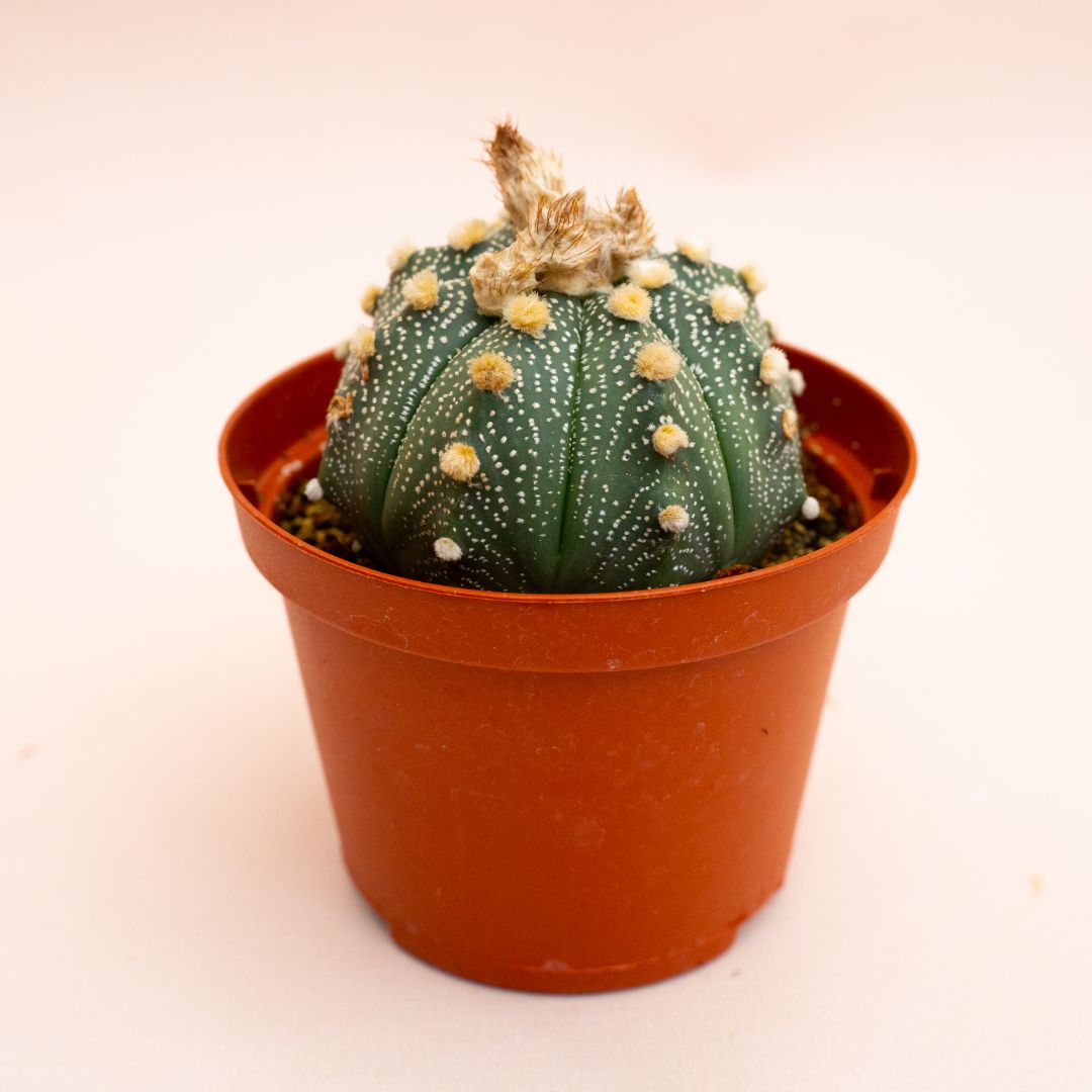 Astrophytum asterias hybrid Ø 10,5 cm 819F