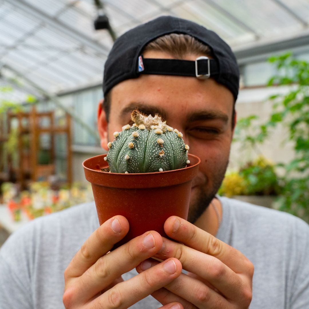 Astrophytum asterias hybrid Ø 10,5 cm 819F