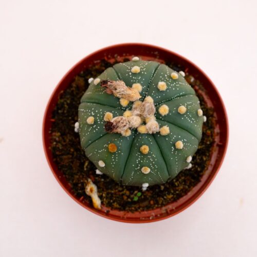 Astrophytum asterias hybrid Ø 10,5 cm 820F