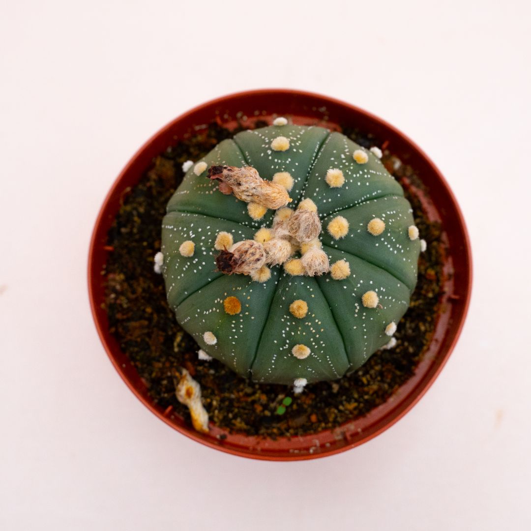 Astrophytum asterias hybrid Ø 10,5 cm 820F