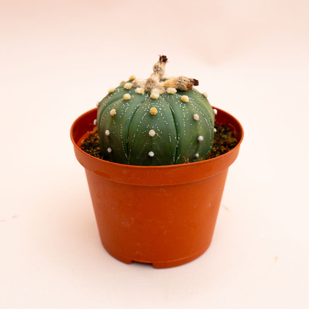 Astrophytum asterias hybrid Ø 10,5 cm 820F