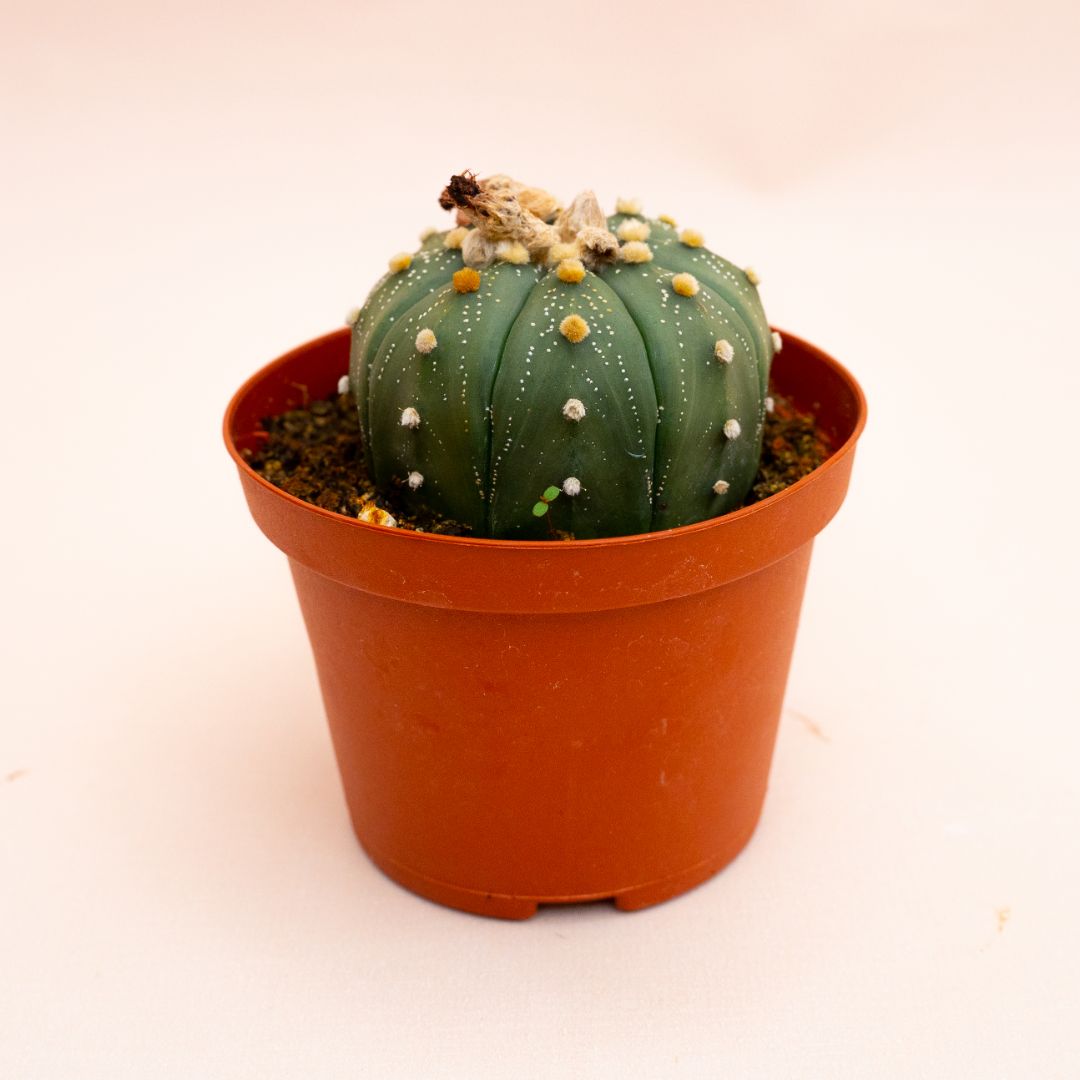 Astrophytum asterias hybrid Ø 10,5 cm 820F