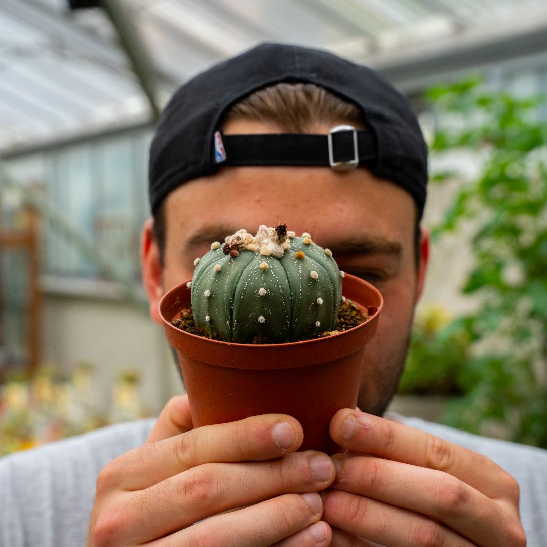 Astrophytum asterias hybrid Ø 10,5 cm 820F