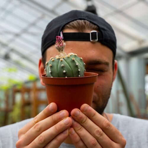 Astrophytum asterias hybrid Ø 10,5 cm 821F