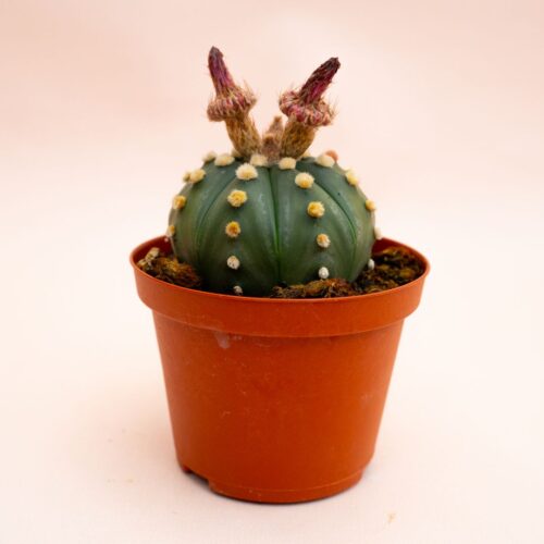 Astrophytum asterias hybrid Ø 10,5 cm 822F