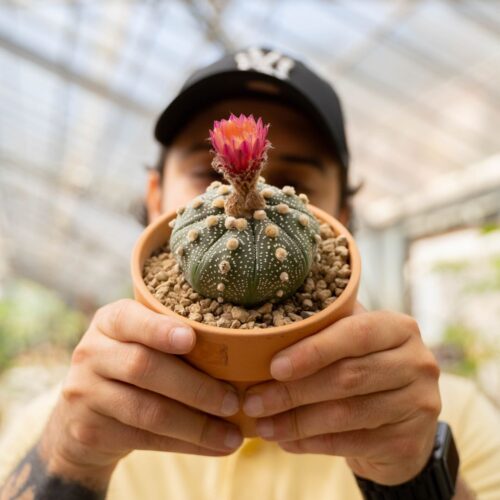 Astrophytum asterias Ø 12 cm 780F