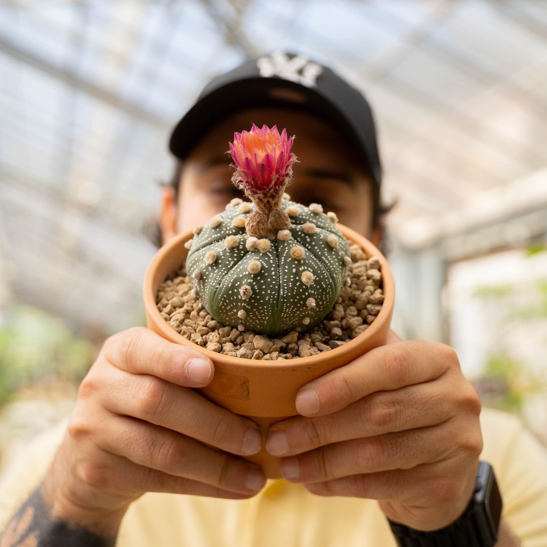 Astrophytum asterias Ø 12 cm 780F