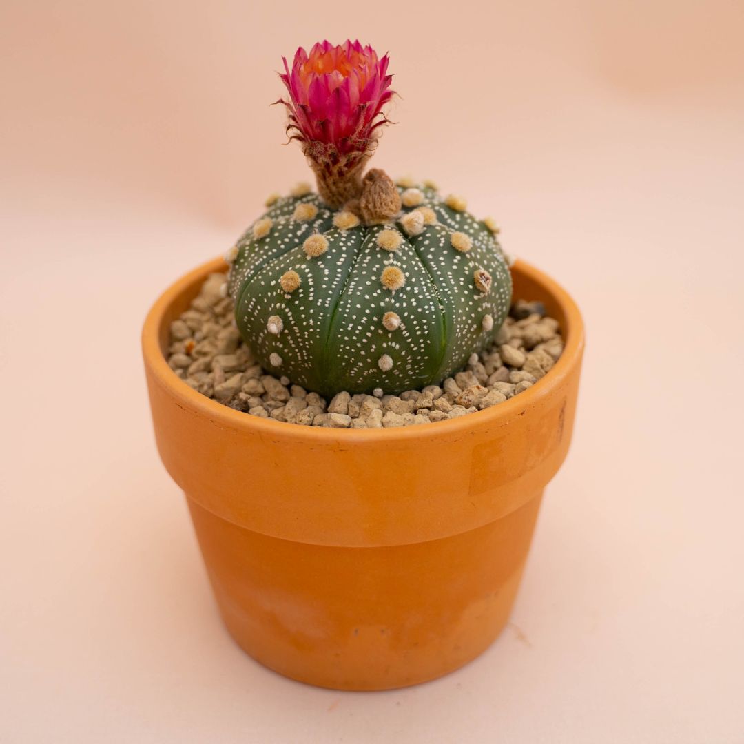 Astrophytum asterias Ø 12 cm 780F