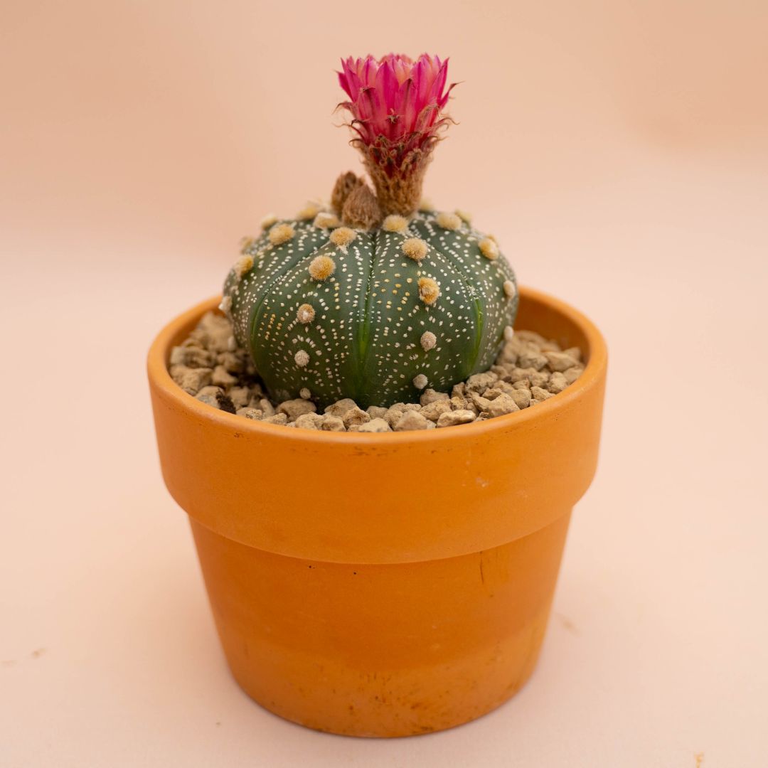 Astrophytum asterias Ø 12 cm 780F