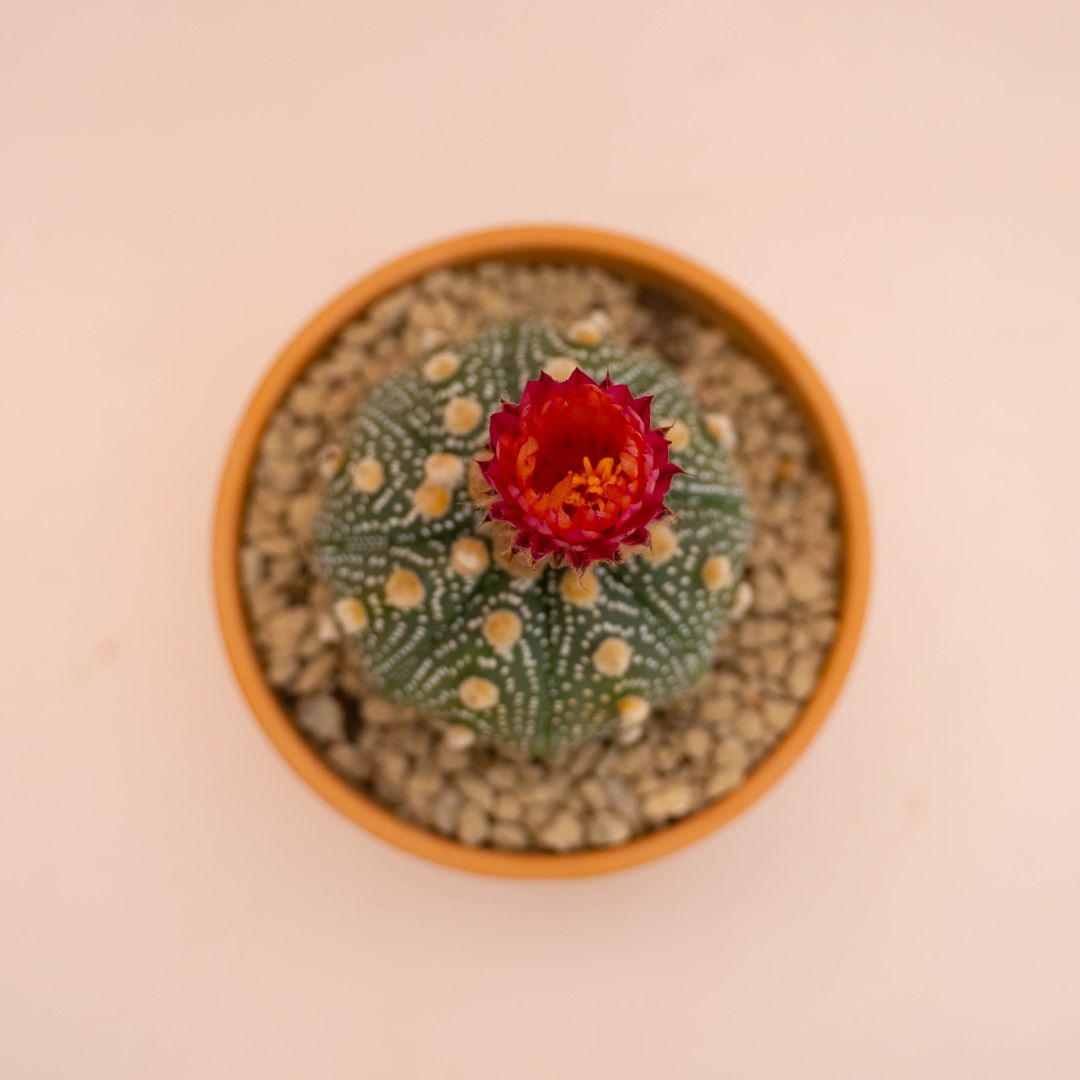 Astrophytum asterias Ø 12 cm 780F