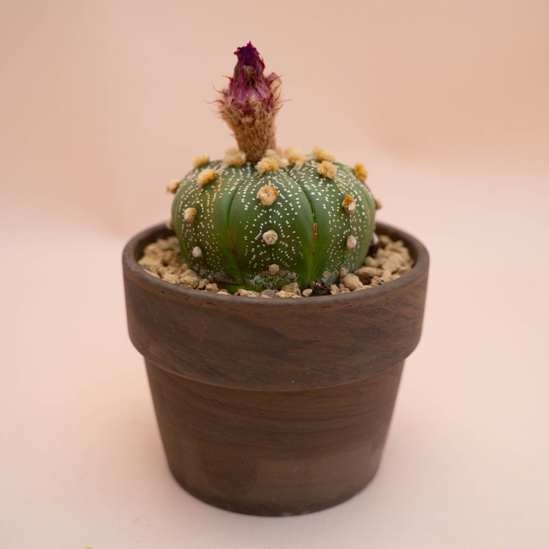 Astrophytum asterias Ø 12 cm 783F
