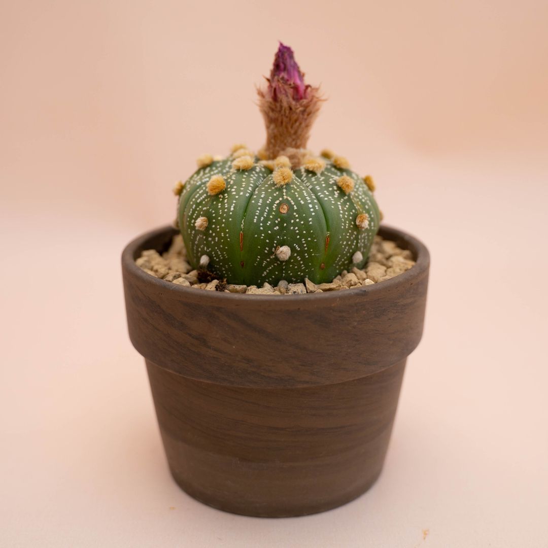 Astrophytum asterias Ø 12 cm 783F
