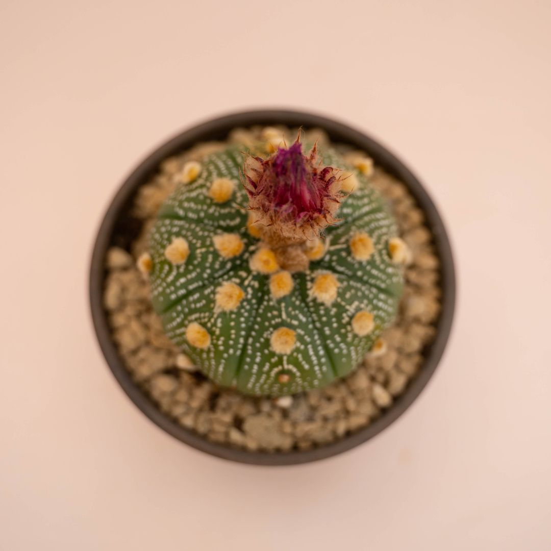 Astrophytum asterias Ø 12 cm 783F