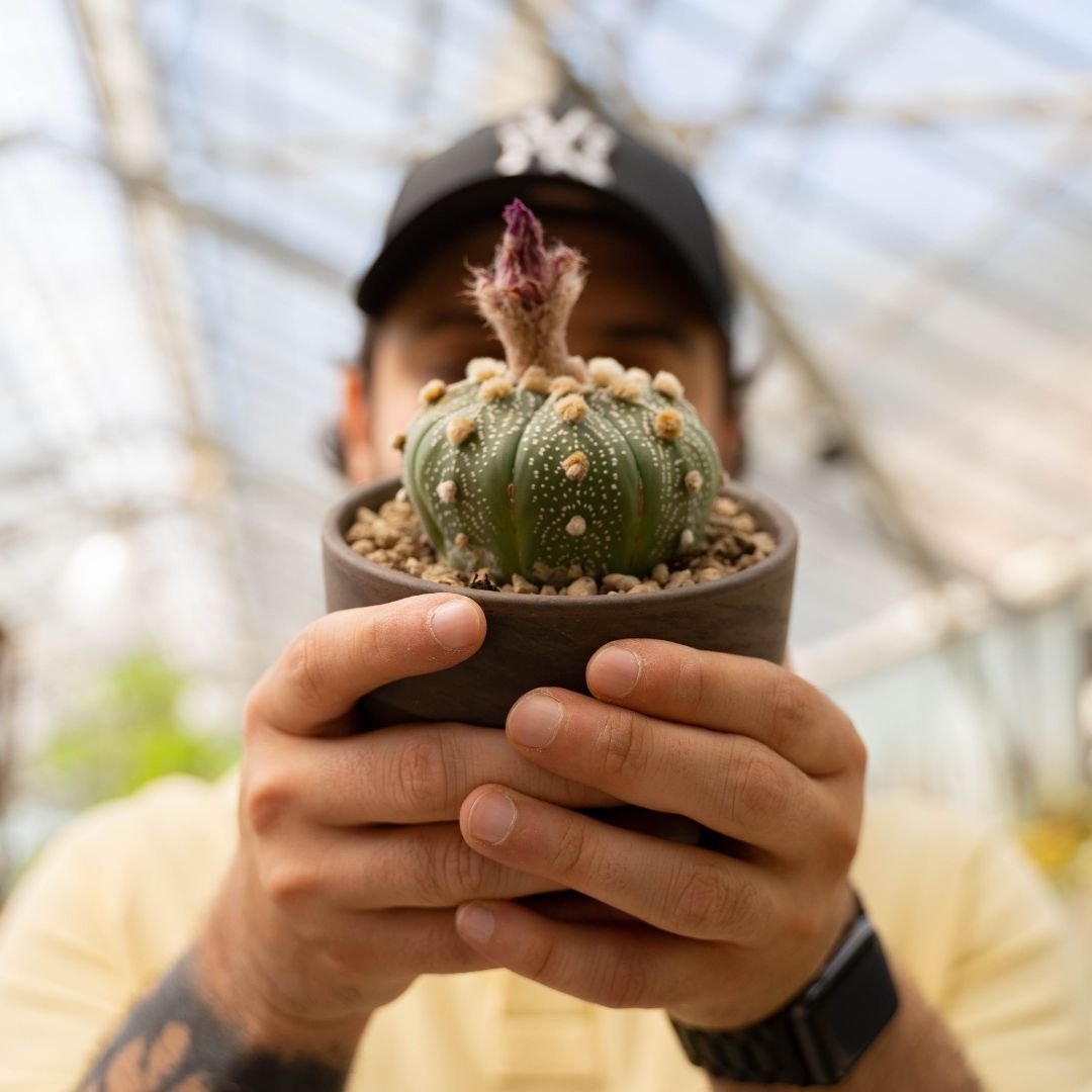 Astrophytum asterias Ø 12 cm 783F