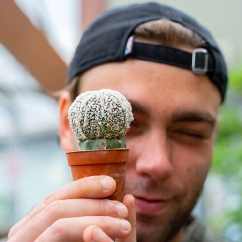 Astrophytum asterias superkabuto hanazono Ø 5,5 cm