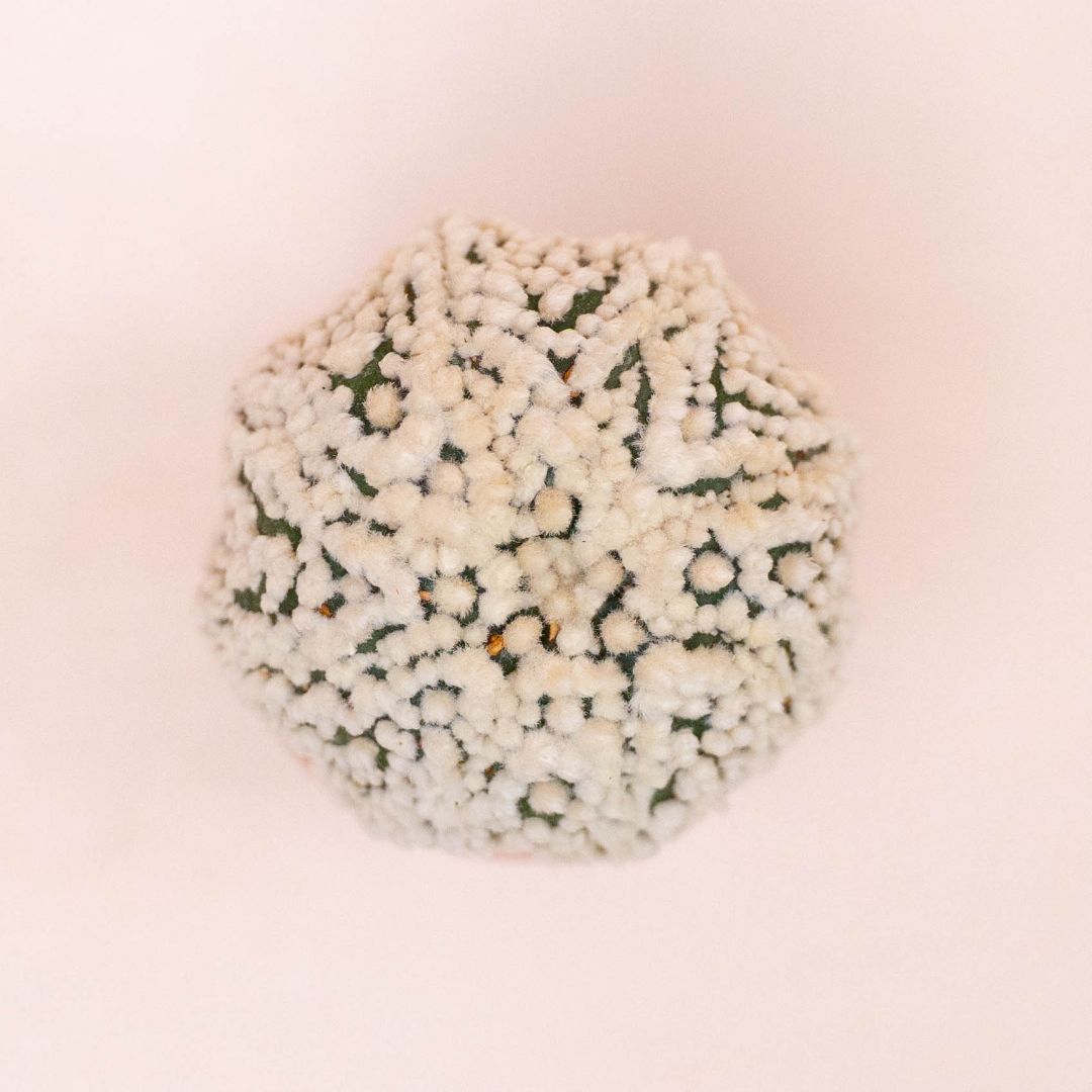 Astrophytum asterias superkabuto hanazono Ø 5,5 cm