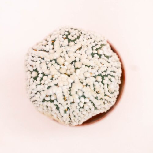 Astrophytum asterias superkabuto hanazono Ø 5,5 cm