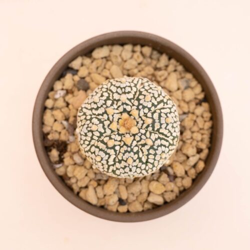 Astrophytum asterias Superkabuto Ø 10 cm 779F