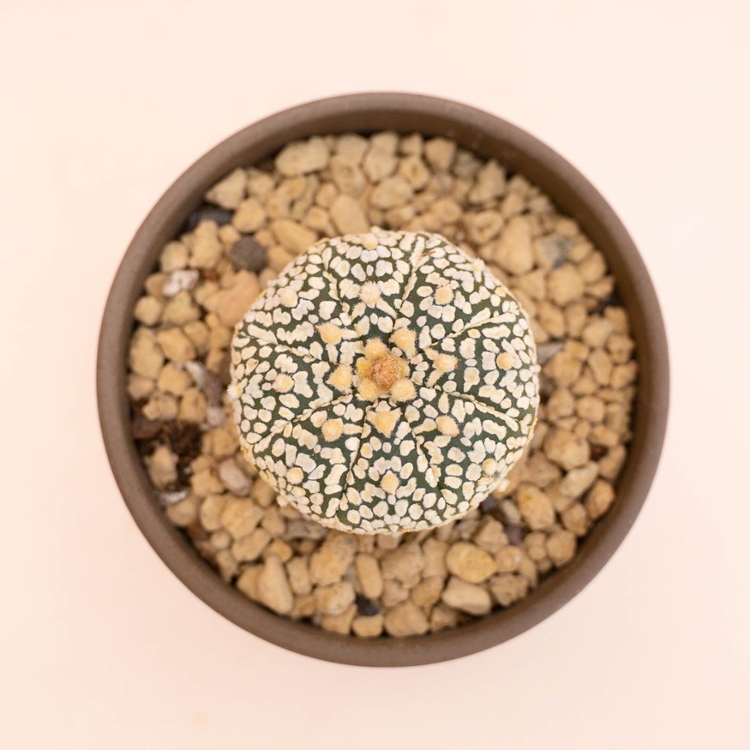 Astrophytum asterias Superkabuto Ø 10 cm 779F