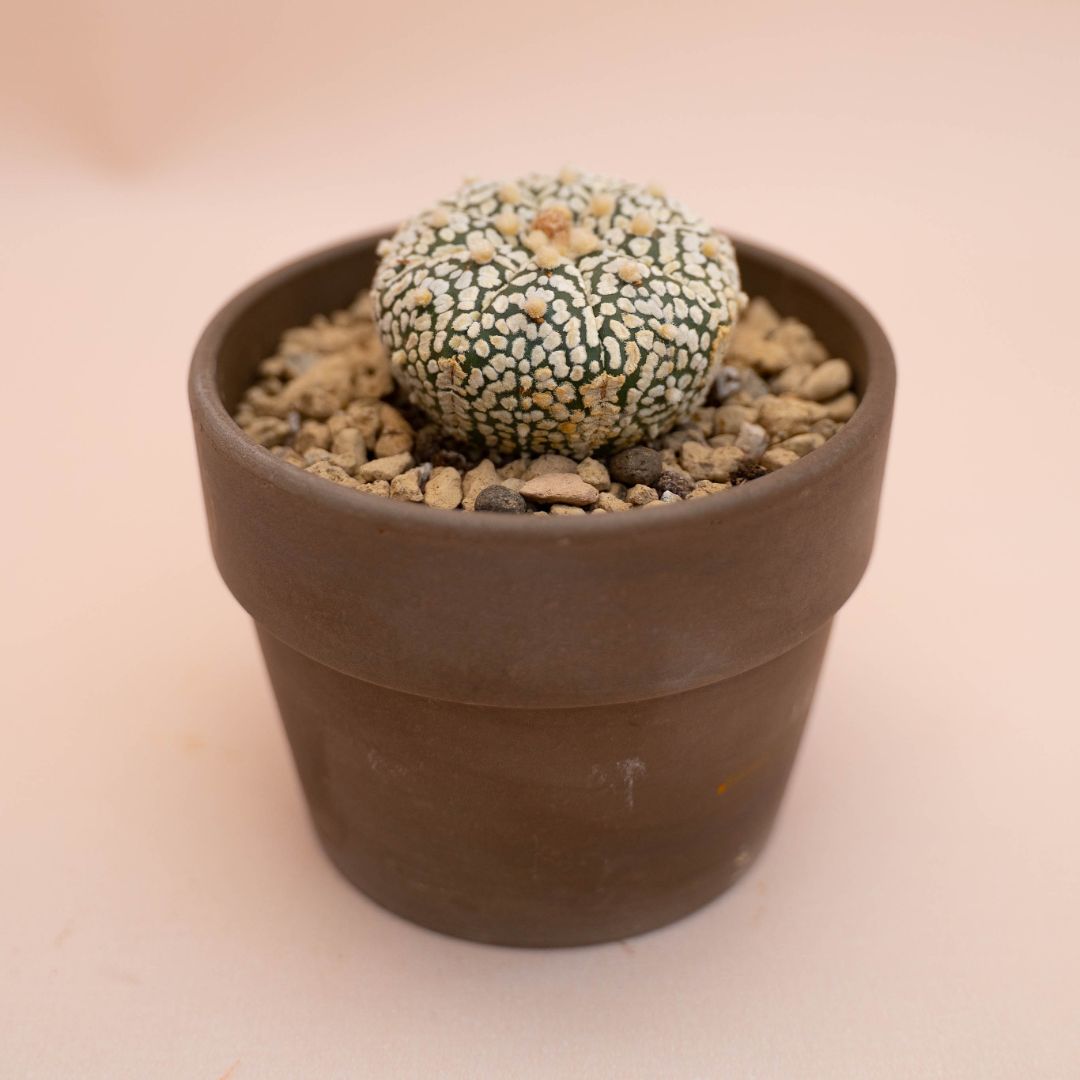 Astrophytum asterias Superkabuto Ø 10 cm 779F