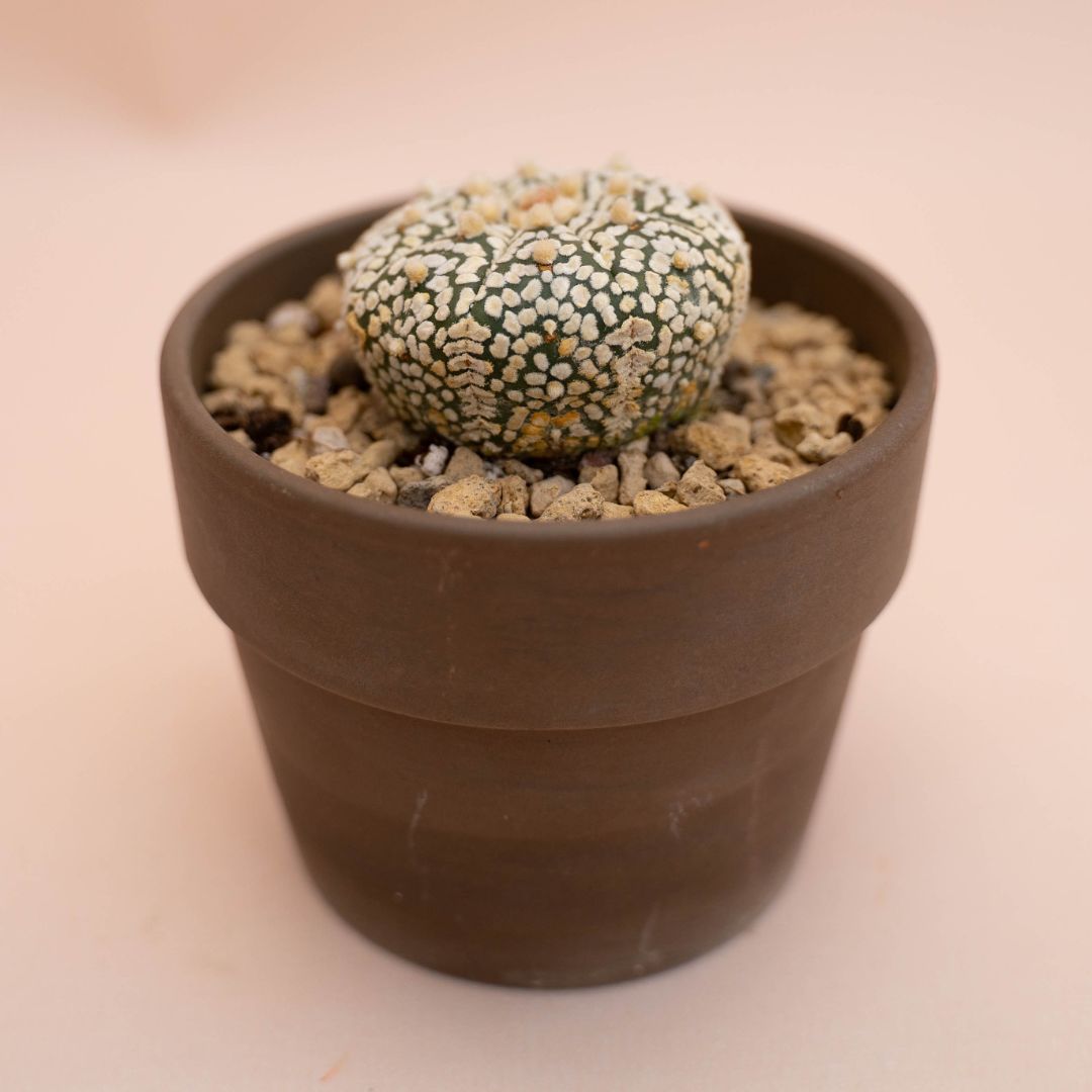 Astrophytum asterias Superkabuto Ø 10 cm 779F
