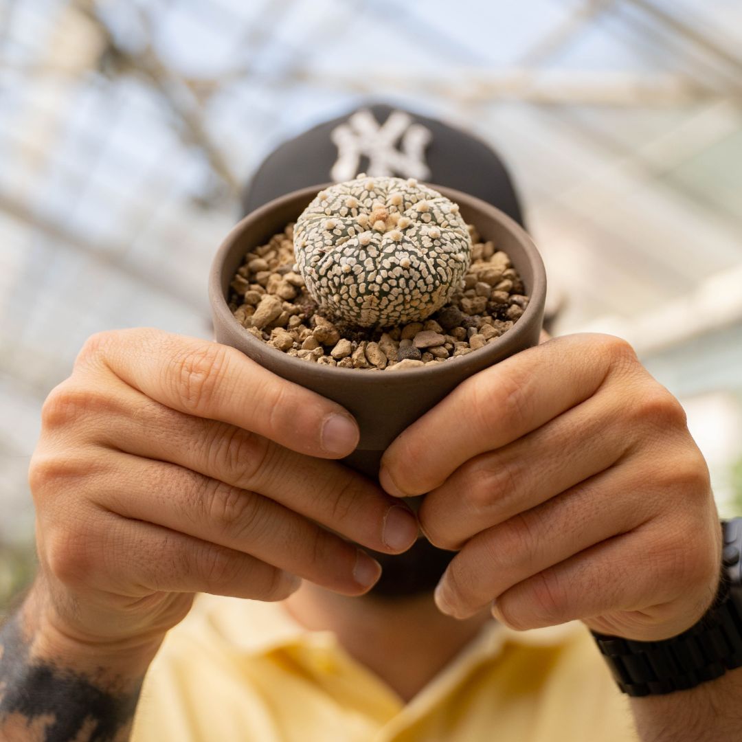 Astrophytum asterias Superkabuto Ø 10 cm 779F