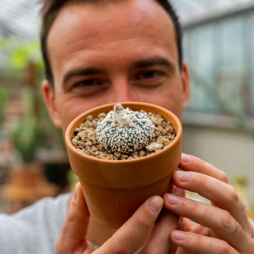 Astrophytum asterias Superkabuto Ø 10 cm 810F