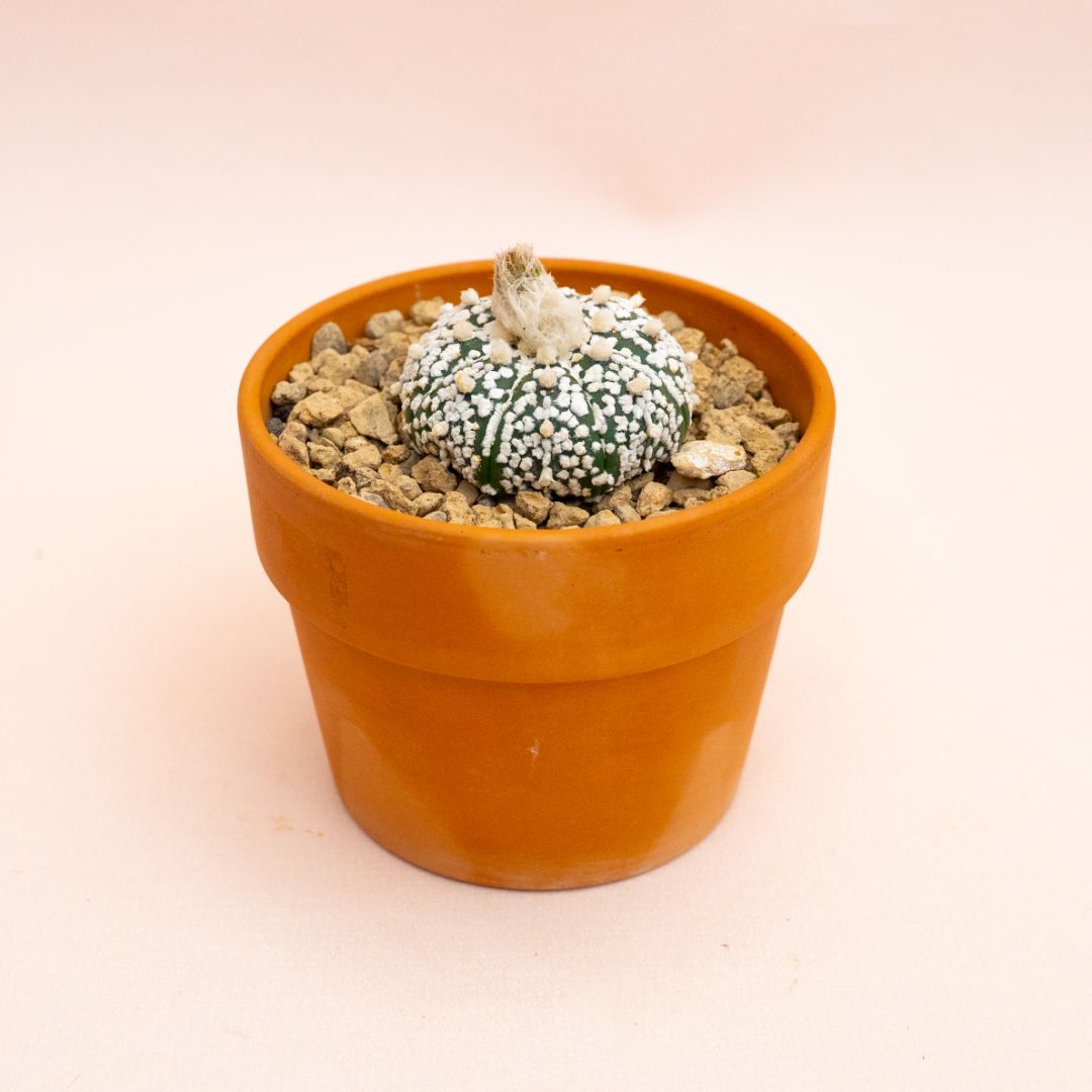 Astrophytum asterias Superkabuto Ø 10 cm 810F