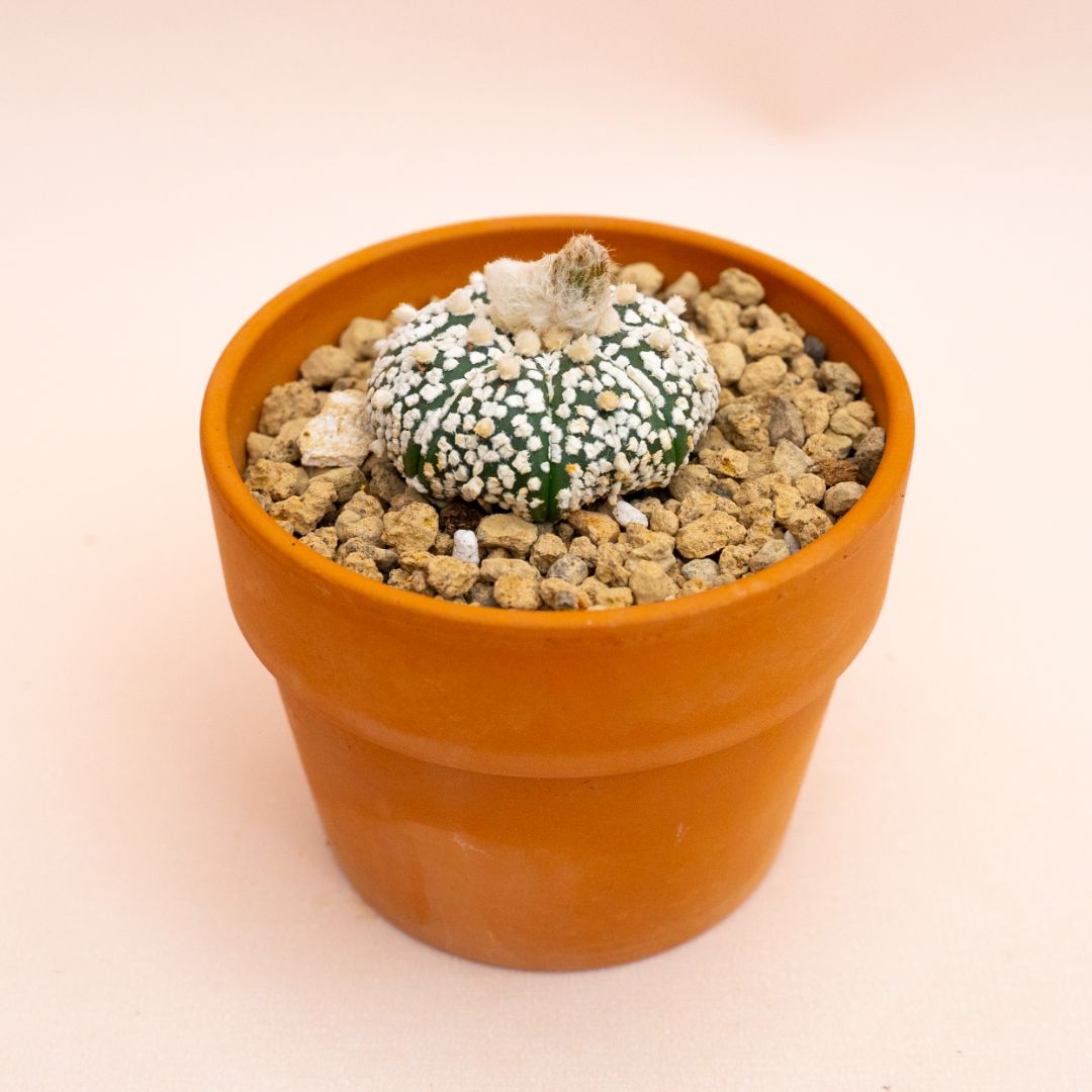 Astrophytum asterias Superkabuto Ø 10 cm 810F