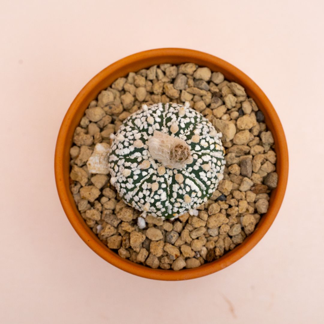 Astrophytum asterias Superkabuto Ø 10 cm 810F