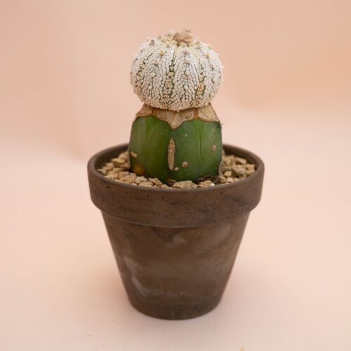 Astrophytum asterias superkabuto Ø 12 cm 781F