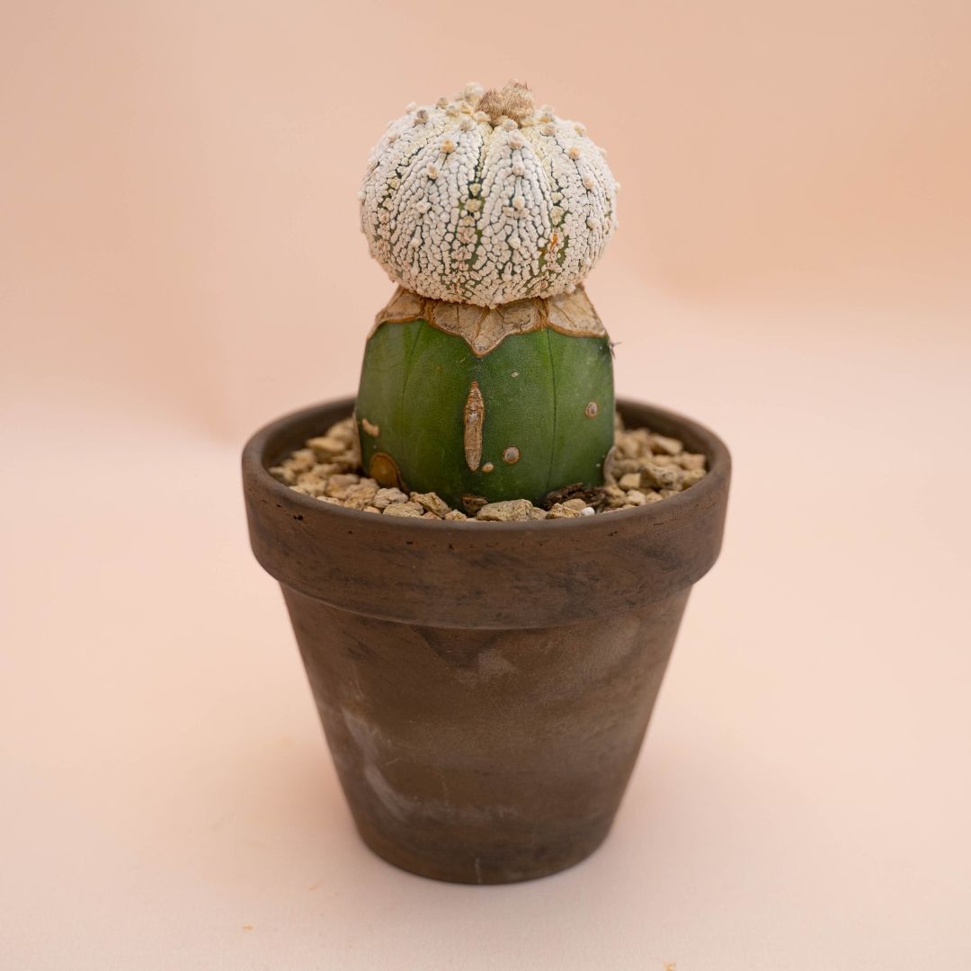 Astrophytum asterias superkabuto Ø 12 cm 781F
