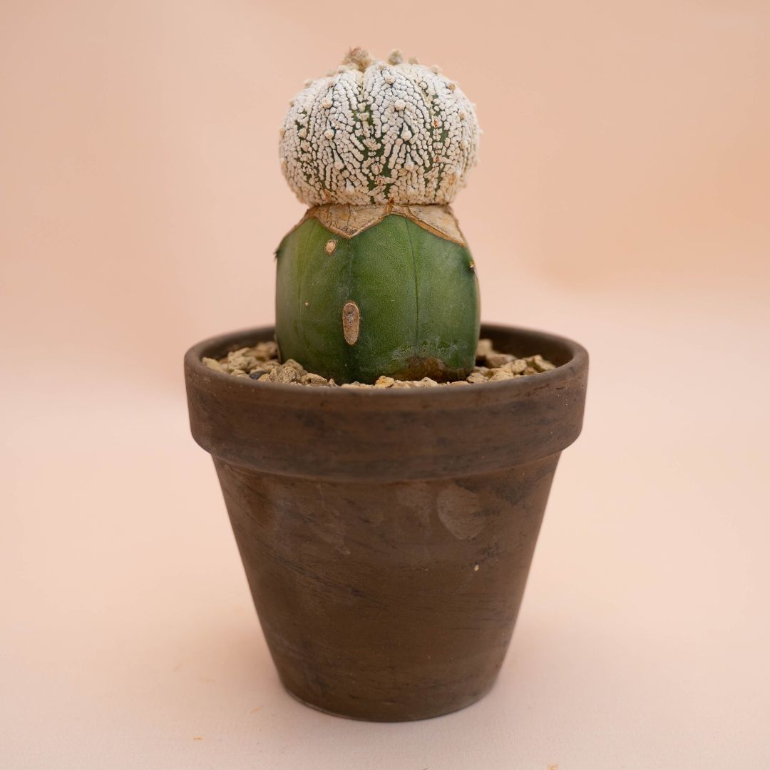 Astrophytum asterias superkabuto Ø 12 cm 781F
