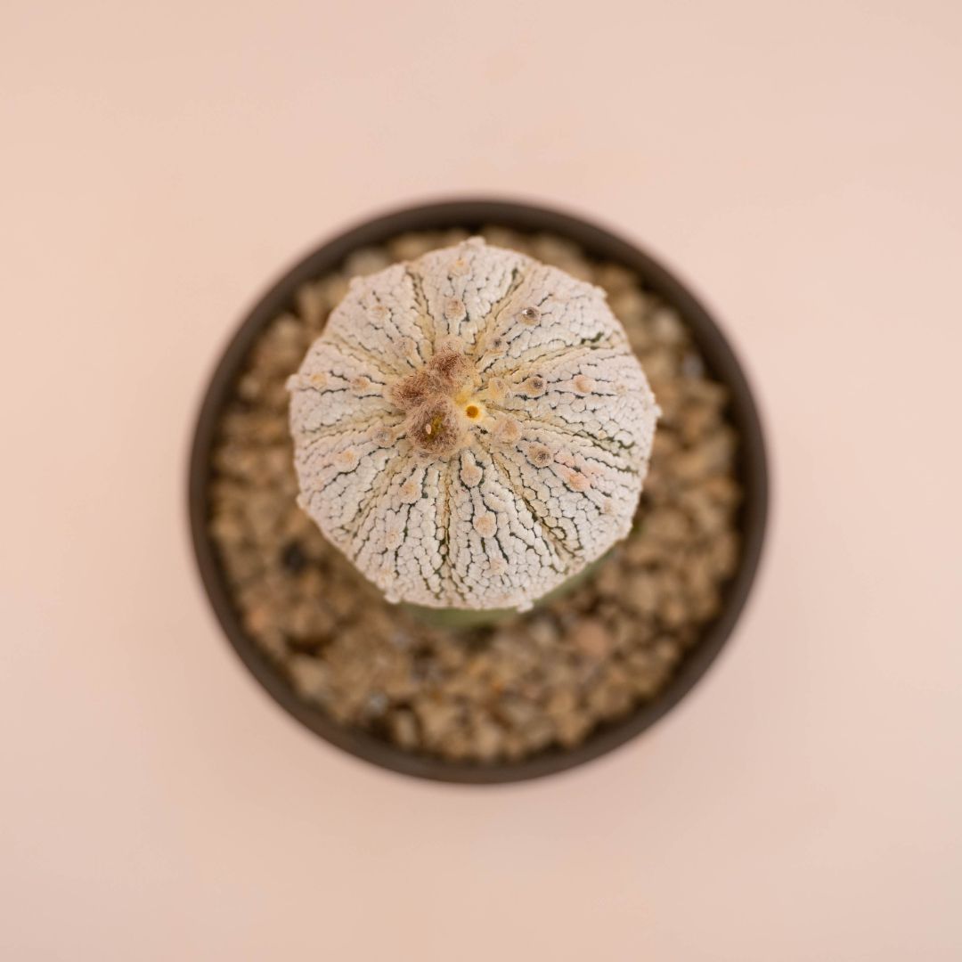 Astrophytum asterias superkabuto Ø 12 cm 781F
