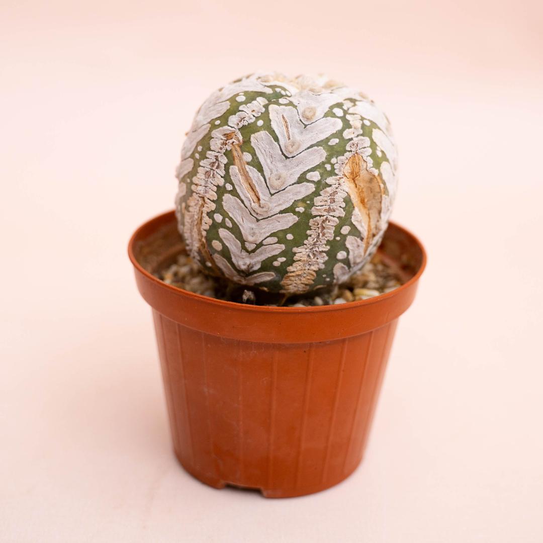 Astrophytum asterias superkabuto V-Type Ø 10,5 cm