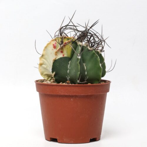Astrophytum capricorne variegato Ø 10,5 cm