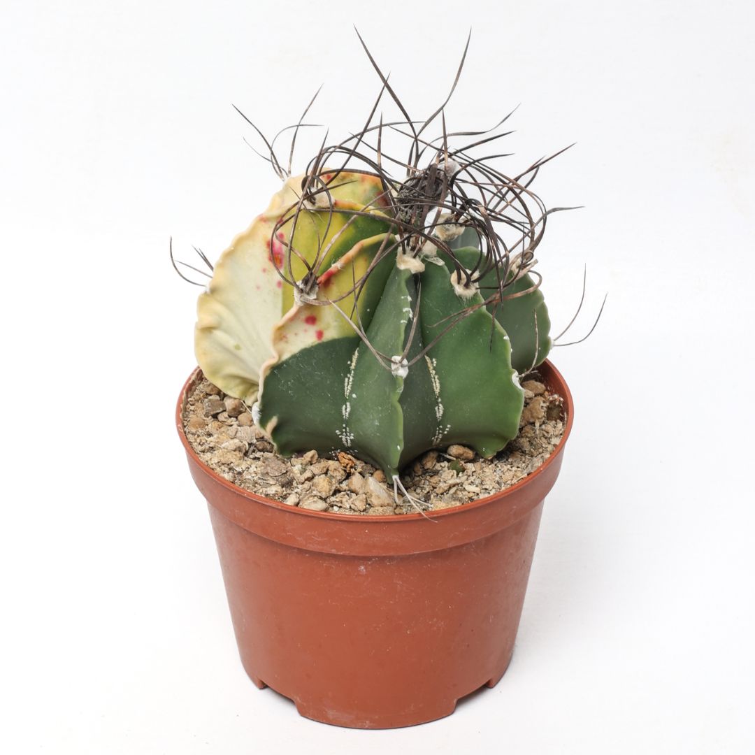 Astrophytum capricorne variegato Ø 10,5 cm